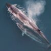 Majestic Sei Whales Reappear in Argentine Waters After Nearly A Century