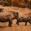 South African Researchers Test Use of Nuclear Technology to Curb Rhino Poaching