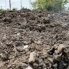 Birds Sing Anew After Residents of New Orleans Ninth Ward Restore 40-Acre Wetland to Historic Glory