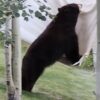 Hilarious Video Shows Bear Attempting to Get into a Hammock in Colorado