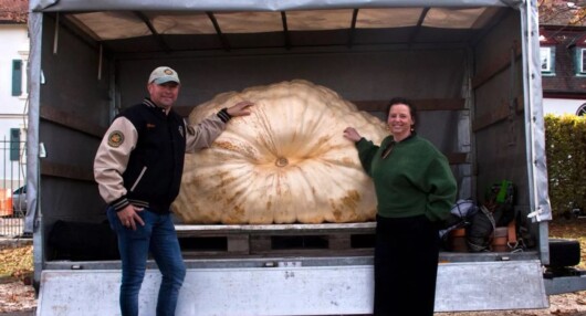 Belgians Grow Heaviest Pumpkin in Europe–Weighing as Much as a Honda Civic