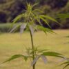 CBD from Hemp Kills Mosquitoes, Inflicting 100% Mortality Rate on Pesticide-Resistant Insects