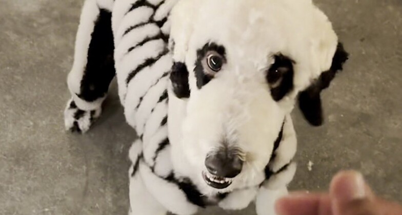 Dog Groomer Turns His Poodle into a Skeleton for Halloween–Using a Nontoxic Dye for Pets (Video)