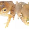 Seven New Frog Species Were Named After Star Trek Captains: ‘To Boldly Croak’