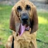 18 Month-old Bloodhound Wins 2024 Hero Dog Awards for Saving Lives And Solving Crimes