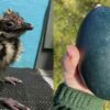 Baby Emu Orphan is Adopted by a Chicken–An Unexpected Mother Hen Turned Teacher