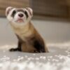 Black-Footed Ferret Cloned to Add Diversity Just Gave Birth to Two New Kits Helping Save Species