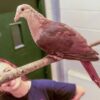 Rare Pink Pigeon Hand-Raised at UK Zoo for First time – a Milestone After Species Dropped to Just 10 Birds in the Wild