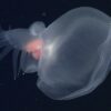 Remarkable Sea Slug Found Among Monterrey Bay’s Lightless Depths is Nicknamed ‘Mystery Mollusk’