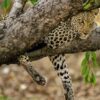 Leopard Population Has Tripled in the World’s Largest Conservation Area.