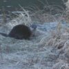 Once Locally Extinct, ‘Top Predator’ River Otter Flourishing Again in New Mexico