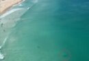 Swimmers evacuate as chilling footage shows tiger shark metres from shore