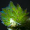 Diver Fulfills His Dream to Photograph the Cutest Sea Creature Ever – Discovered Just 30 Years Ago