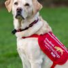 Dogs in UK Are First to Be Trained to Sniff Out Bowel Cancer–After Nailing Parkinson’s and COVID