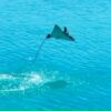 From Courtship, Escaping Predators or Just for Fun, Why Do Stingrays Jump Out of the Water?