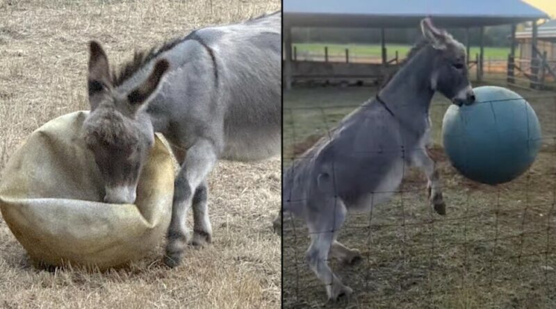 After His Beloved Yoga Ball Deflates, Downhearted Donkey Now Has Dozens of Donated Balls from Canadians