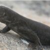 Almost Extinct Caribbean Lizard Makes a Comeback After Island Restoration