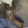 Amid Great Chase, Tiger and Boar Call a Truce After Falling into Well and Waiting for Rescuers