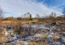 Beavers finish seven-year dam project in two days