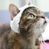 Cats With Arthritis Are Wearing Caps in Groundbreaking Research to Understand and Relieve Their Pain