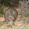 Flinders Island to Rid Vermin and Become an Ark for Marsupial Species Recovery in Australia