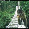 In the Amazon, One Woman’s Ingenious Canopy Bridges Are Helping Monkeys Cross the Road Safely