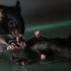 Mice Discovered Giving ‘First Aid’ to Unconscious Mates in Surprising Display of Empathy