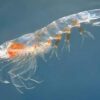 Scientists Unite to Count Tiny Krill from Space to Inform Climate Change and Fishing Regulations