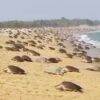 Sea Turtles Swarm the Beaches in India for Annual Mass Nesting (WATCH)