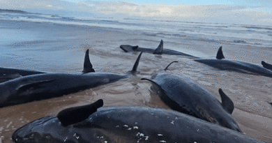 ‘Tough decision’ to euthanise 90 surviving stranded whales