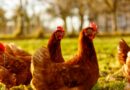 Victorian farm placed into quarantine after bird flu confirmed