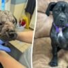 Abandoned Puppy Found With Severe Skin Condition Makes Remarkable Recovery