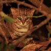 Earth’s Tiniest Wildcat Is Captured on Camera for First Time – the Rusty-Spotted Cat of India