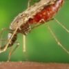 Epigenetic Science Reveals Potential Method for Stopping Malaria’s Resistance to Medications