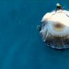 ‘Flipping for Joy’ NASA Astronauts Welcomed Home by Pod of Dolphins After Splash Down Near Florida (Video Fixed)