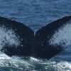 Humpback Whales Are Singing More: Number of Songs Has Doubled as Food Sources Became More Abundant