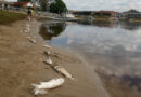 Mass fish kill chokes waterways in Byron region