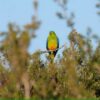 Record-Breaking Migration of Orange-Bellied Parrot Will be Flying High After Years of Conservation Work Pays Off