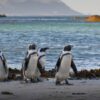 South Africa Bans Commercial Fishing at Penguin Breeding Spots Where Food Supply Shortage Could Drive Extinction