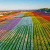 Stunning Flower Fields in California Have Been Enchanting Tourists and Locals For Decades