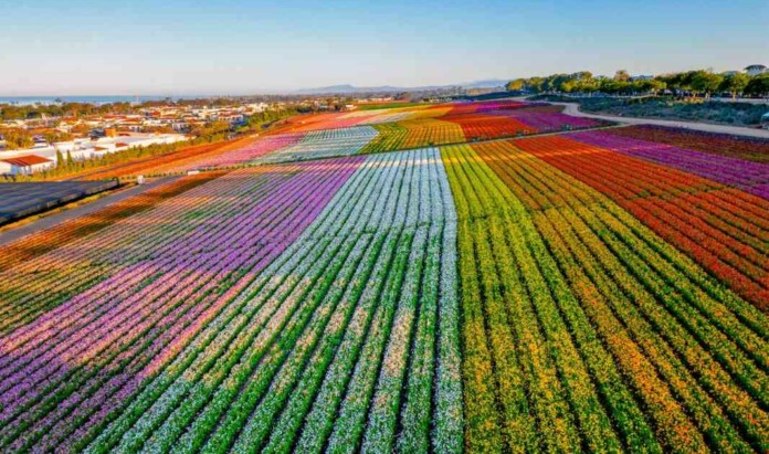 Stunning Flower Fields in California Have Been Enchanting Tourists and Locals For Decades