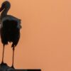 The Old Man and the Stork: An Unlikely Friendship That Captivated a Nation